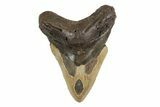 Fossil Megalodon Tooth - North Carolina #245905-1